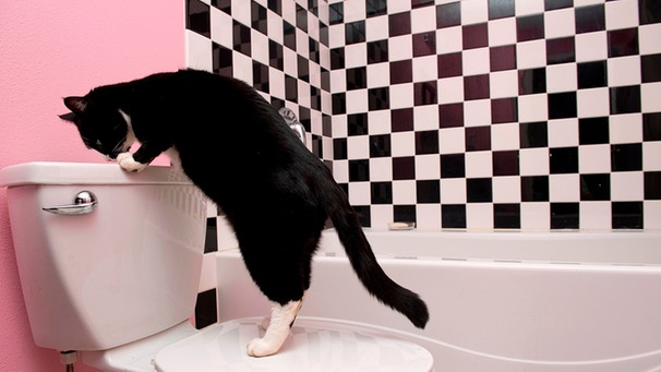 Katze steht in einem Badezimmer auf dem Deckel einer Toilette | Bild: mauritius images