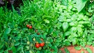Tomaten in Mischkultur | Bild: mauritius images / Peter D Anderson / Alamy / Alamy Stock Photos