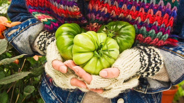 Grüne Tomate | Bild: mauritius-images