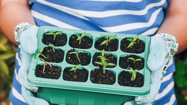 Tomatenpflanzen | Bild: mauritius-images
