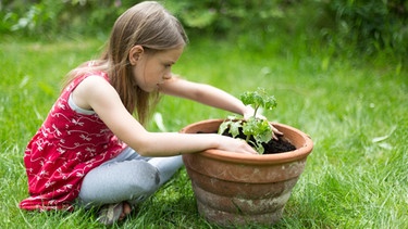 Mädchen pflanzt junge Tomatenpflanze  | Bild: mauritius images / Westend61 / Sandra Roesch