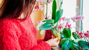 Orchideenpflege | Bild: mauritius images / Mariia Boiko / Alamy / Alamy Stock Photos
