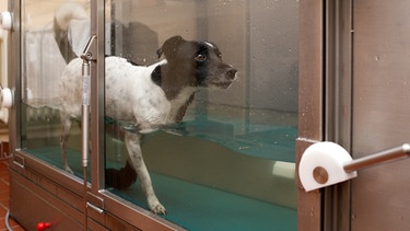 Ein Hund auf einem Unterwasserlaufband bei der Tierphysiotherapie | Bild: dpa/picture alliance