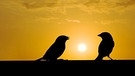 Zwei Vögel sitzen bei Sonnenuntergang auf einem Geländer | Bild: mauritius images