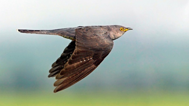 Vogel fliegt | Bild: mauritius images