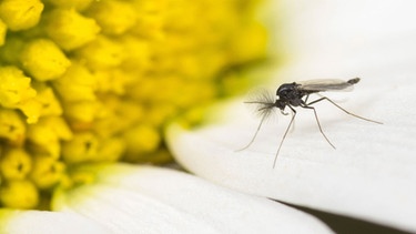 Trauermücke sitzt auf einer Blüte | Bild: picture alliance / blickwinkel/R. Guenter | R. Guenter
