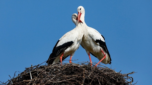 Storchenpaar steht nebeneinander in ihrem Nest | Bild: mauritius images / Justus de Cuveland / imageBROKER