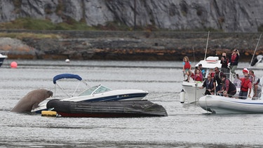 Wally, das Walross beim Kapern eines Bootes. | Bild: picture alliance / empics | Niall Carson