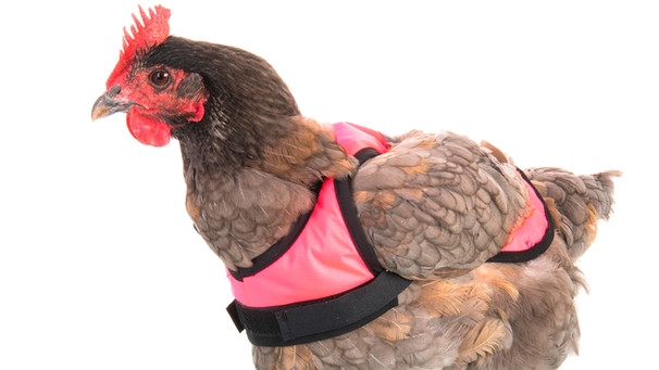 Warnweste für Hühner Hühnersattel Hühner Warnwesten Huhn Kleidung Geflügel  Henne Sattel Huhn Kleidung für Huhn Und Ente Schürze Schutz Rückenschutz  Jacke Huhn Und Ente : : Haustier