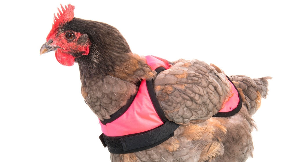Warnweste für Hühner - Pink