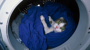 Katze liegt in einem Wäschetrockner | Bild: mauritius images / Seymour