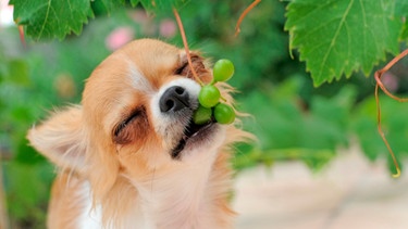 Hund frisst Weintrauben | Bild: mauritius-images