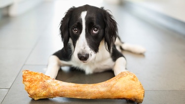 Hund mit Knochen | Bild: mauritius-images