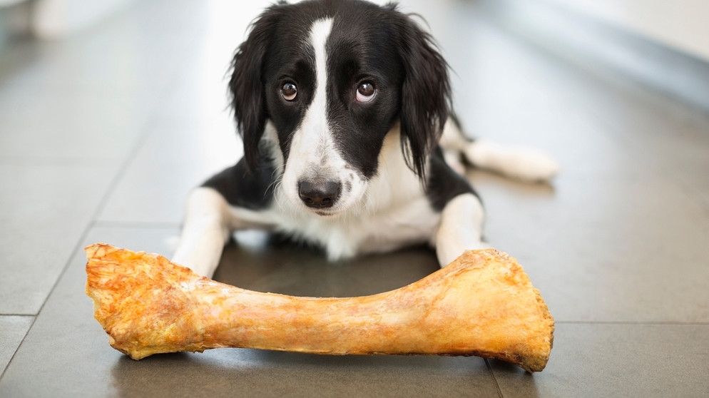Tegn et billede klud kursiv Was dürfen Hunde nicht fressen : Diese Lebensmittel sind giftig für Hunde |  Bayern 1 | Radio | BR.de
