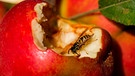 Wespe sitzt auf einem Apfel | Bild: mauritius images / McPHOTO / Schwenk