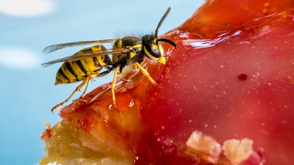 Eine Wespe sitzt auf einem Stück Kuchen | Bild: mauritius images