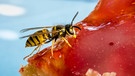 Eine Wespe sitzt auf einem Stück Kuchen | Bild: mauritius images