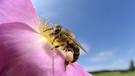 Westliche Honigbiene fliegt eine Blüte an | Bild: mauritius images / Solvin Zankl