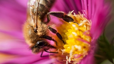 Honigbiene | Bild: mauritius-images
