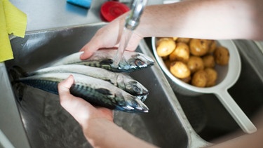 Fische werden gewaschen | Bild: mauritius-images