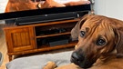 Tiere schauen Fernsehen | Bild: privat