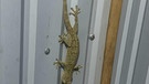 Gecko, allein der Körper zwei mal so lang wie meine Handfläche. | Bild: Ulla Müller