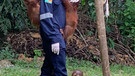 Die Orang-Utan Babys mit der Tierpflegerin in der Forest School - da lernen die jahrelang alles für das Leben in Freiheit. | Bild: Ulla Müller