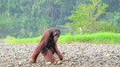 Die AffenInsel hat 2 ha, hier wird getestet, ob die Orang-Utans reif sind für die Auswilderung - quasi die Abschlussklasse der Forest School. | Bild: Ulla Müller