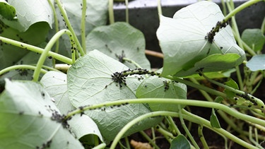 Blattläuse sitzen auf Kapuzinerkresse-Blättern. | Bild: picture-alliance/dpa