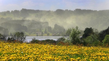 Blütenstaubwolken über Nadelwäldern im Allgäu | Bild: dpa-Bildfunk/Karl-Josef Hildenbrand