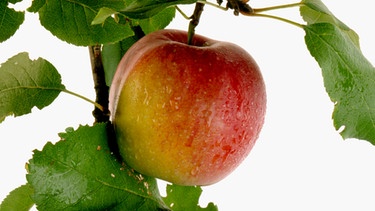 An einem Ast hängt ein Boskop Apfel | Bild: mauritius-images