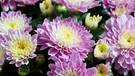 Rosa blühende Chrysanthemen | Bild: mauritius-images