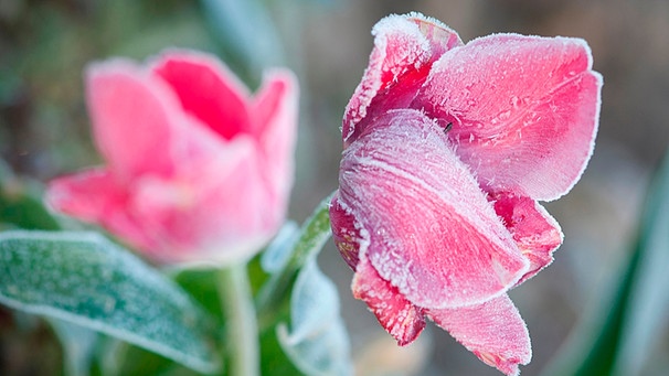 Eine mit Frost überzogene rote Tulpenblüte. | Bild: mauritius-images