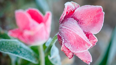 Eine mit Frost überzogene rote Tulpenblüte. | Bild: mauritius images / Zelma Brezinska / Alamy / Alamy Stock Photos