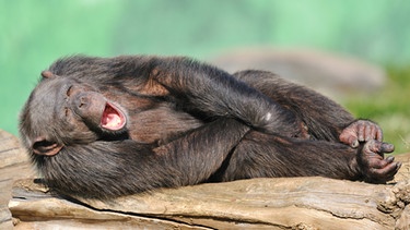 Gähnender Schimpanse liegt auf der Seite | Bild: Uwe Anspach/dpa