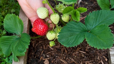 Erdbeeren auf einer Hand die in einem Holzbecken wachsen | Bild: mauritius-images