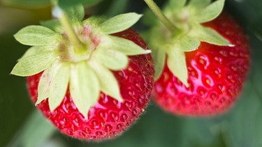 Zwei reife, rote Erdbeeren in Großaufnahme | Bild: mauritius-images