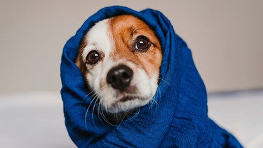 Hund in einer Decke | Bild: mauritius images  EyeEm  Eva Blanco