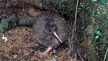 Ein Kiwi Küken in Neuseeland (Symbolbild) | Bild: mauritius images/ Nature Picture Library RM