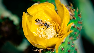 Wespe in Feigenblüte | Bild: mauritius-images