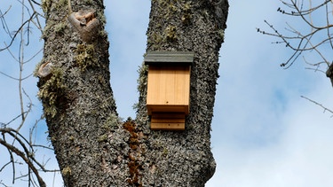 Fledermauskasten aus Holz an einem Baum  | Bild: mauritius images / Paul Mogford / Alamy / Alamy Stock Photos