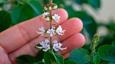Hand berührt die Blüten einer Basilikumpflanze | Bild: mauritius images