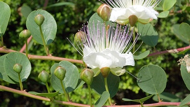 Blütenknospen an einem Kapernstrauch | Bild: mauritius images / Pitopia / emer