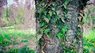 Efeuranken an einem Baum in einem Garten | Bild: mauritius images / Littleny / Alamy / Alamy Stock Photos