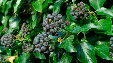 Beeren hängen an einem Efeustrauch | Bild: mauritius images / Nigel Cattlin / Alamy / Alamy Stock Photos