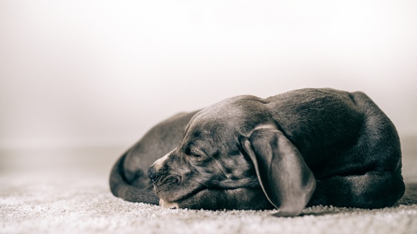 Ein grau-schwarzer, junger Hund schläft | Bild: mauritius images / Ingram Premium Collection