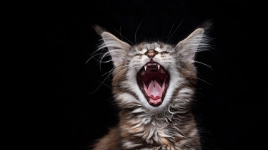 Katze gähnt herzhaft | Bild: mauritius images