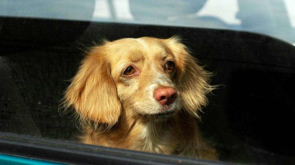 Ein Hund sitzt hinter verschlossener Scheibe in einem Auto im Sommer | Bild: mauritius images