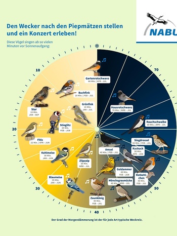 Die Vogeluhr zeigt, welcher Vogel wann singt. Mehr dazu hier: www.NABU.de/vogeluhr  | Bild: NABU