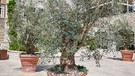 Ein Olivenbaum im Topf draußen | Bild: mauritius images / Dmitrii Pridannikov / Alamy / Alamy Stock Photos